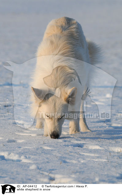 Weier Schferhund im Schnee / white shepherd in snow / AP-04412