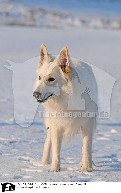 Weier Schferhund im Schnee / white shepherd in snow / AP-04413