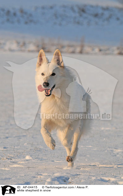 Weier Schferhund im Schnee / white shepherd in snow / AP-04415