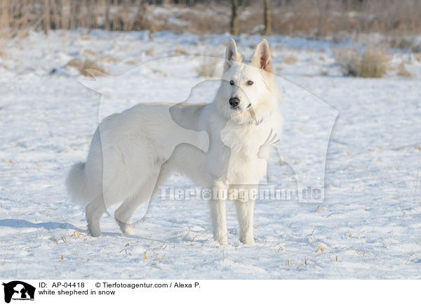 white shepherd in snow / AP-04418