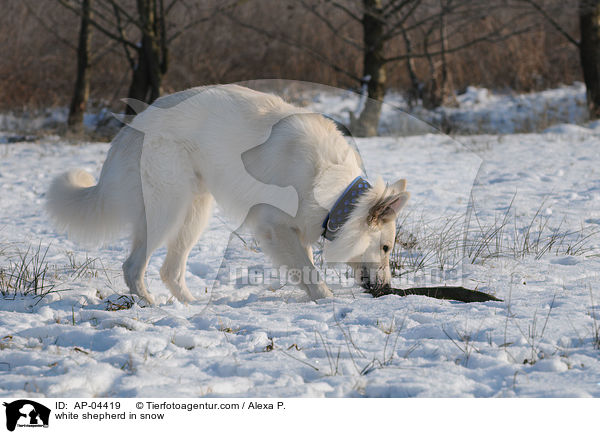 Weier Schferhund im Schnee / white shepherd in snow / AP-04419