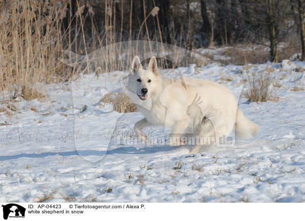 white shepherd in snow / AP-04423