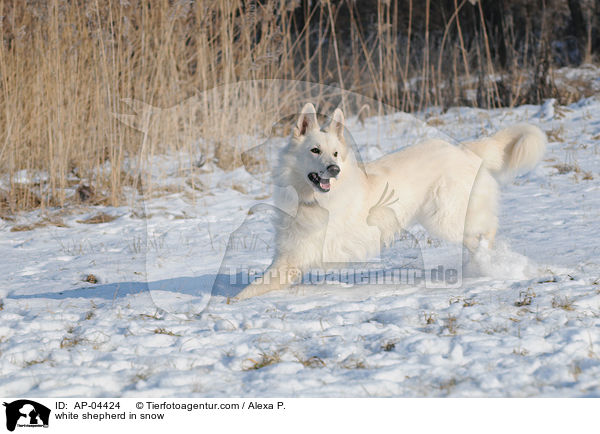 white shepherd in snow / AP-04424
