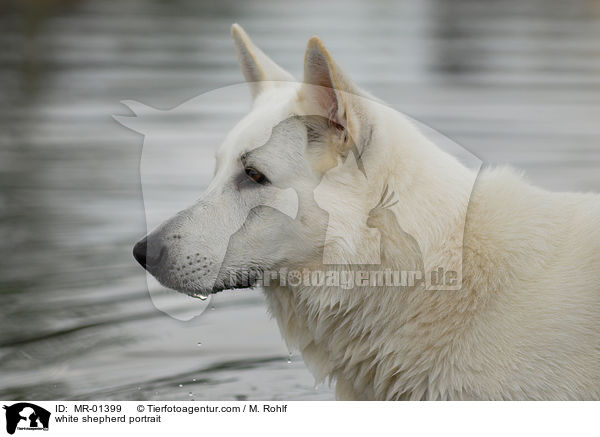 white shepherd portrait / MR-01399