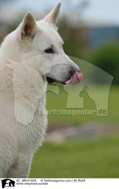 Weier Schferhund Portrait / white shepherd portrait / MR-01406