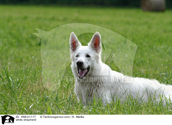 Weier Schferhund / white shepherd / KMI-01117