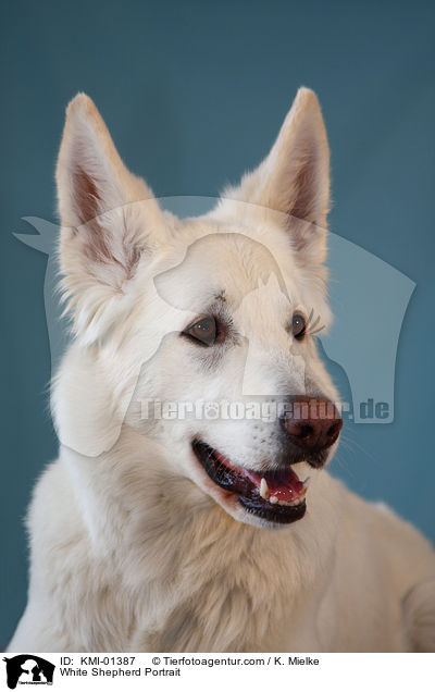 Weier Schferhund Portrait / White Shepherd Portrait / KMI-01387