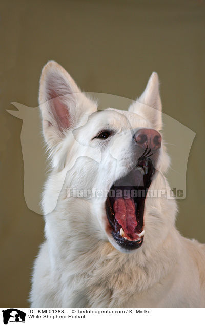 Weier Schferhund Portrait / White Shepherd Portrait / KMI-01388