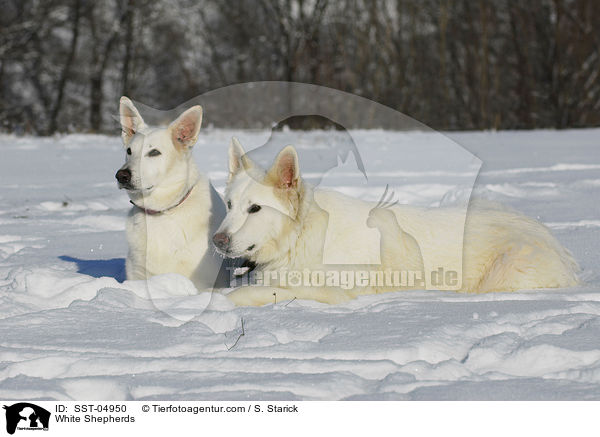 Weie Schferhunde / White Shepherds / SST-04950