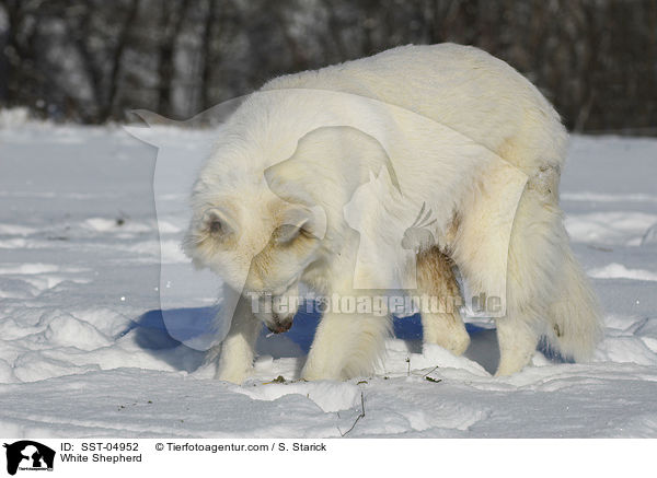 Weier Schferhund / White Shepherd / SST-04952