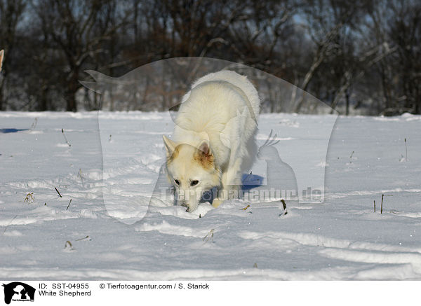 Weier Schferhund / White Shepherd / SST-04955