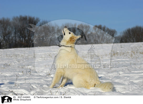 Weier Schferhund / White Shepherd / SST-04960