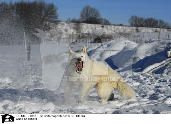Weier Schferhund / White Shepherd / SST-04963