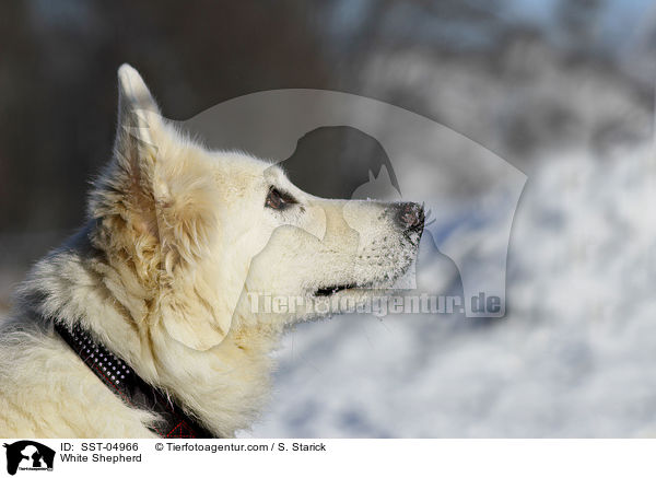 Weier Schferhund / White Shepherd / SST-04966