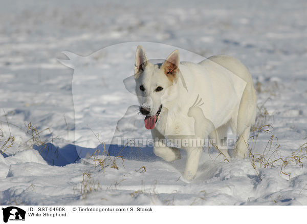 Weier Schferhund / White Shepherd / SST-04968