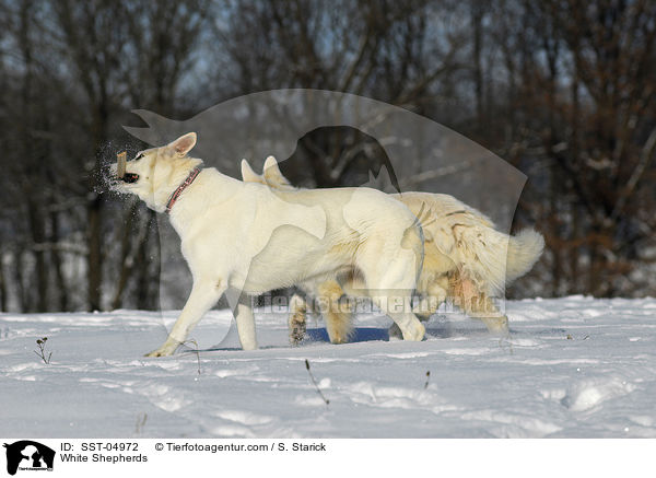 Weie Schferhunde / White Shepherds / SST-04972