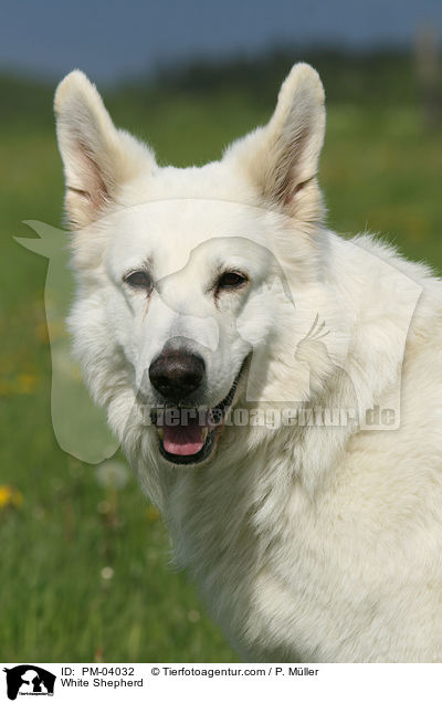 Weier Schferhund / White Shepherd / PM-04032
