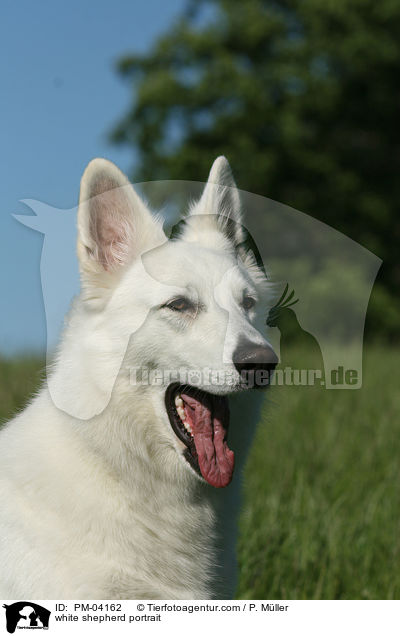 Weier Schferhund Portrait / white shepherd portrait / PM-04162
