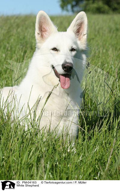 Weier Schferhund / White Shepherd / PM-04163