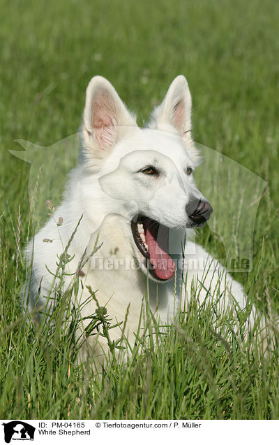 Weier Schferhund / White Shepherd / PM-04165