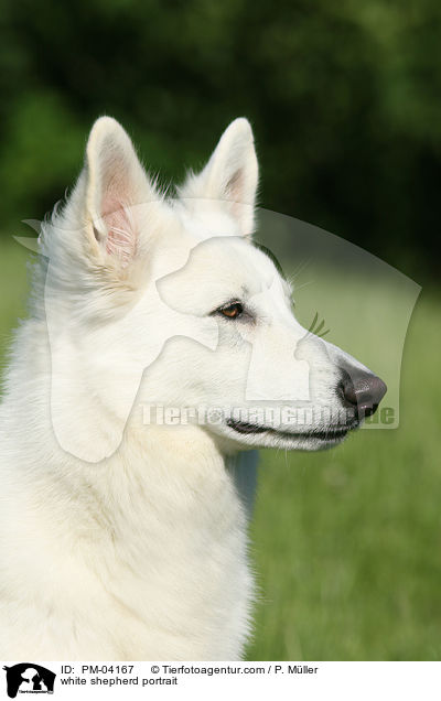 Weier Schferhund Portrait / white shepherd portrait / PM-04167