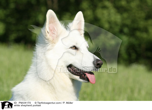 Weier Schferhund Portrait / white shepherd portrait / PM-04170