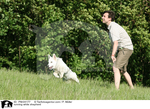 rennender Weier Schferhund / running white shepherd / PM-04177