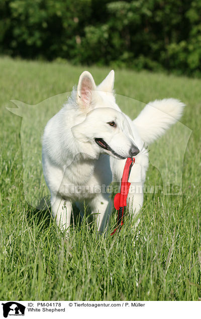 Weier Schferhund / White Shepherd / PM-04178