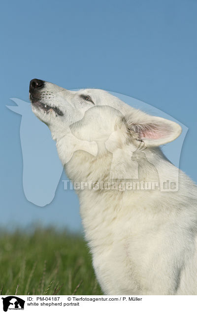 Weier Schferhund Portrait / white shepherd portrait / PM-04187