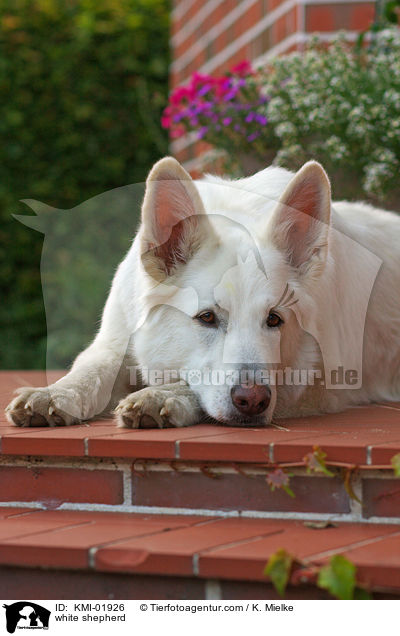 Weier Schferhund / white shepherd / KMI-01926
