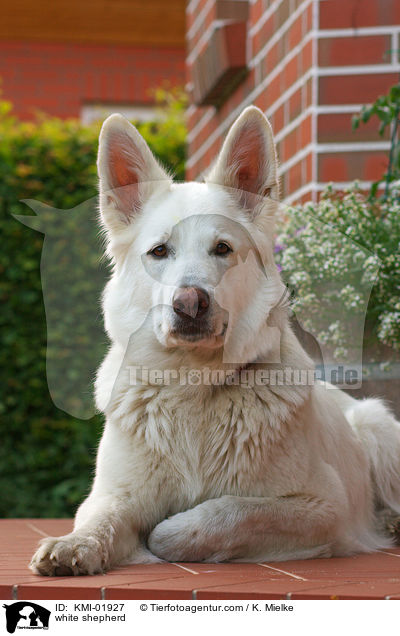Weier Schferhund / white shepherd / KMI-01927