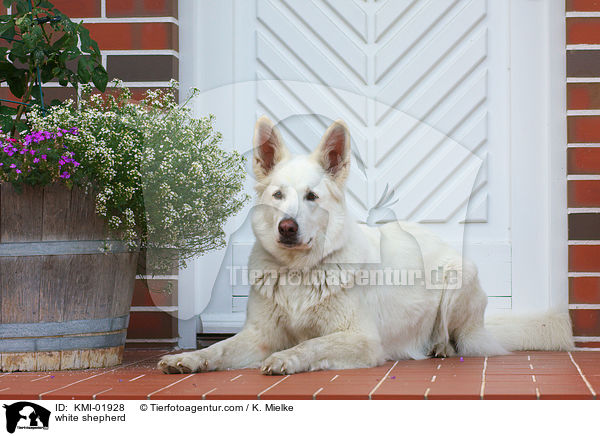 Weier Schferhund / white shepherd / KMI-01928