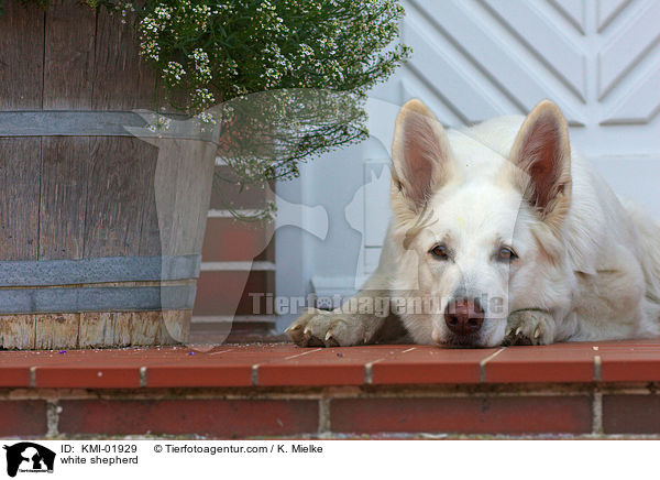 Weier Schferhund / white shepherd / KMI-01929