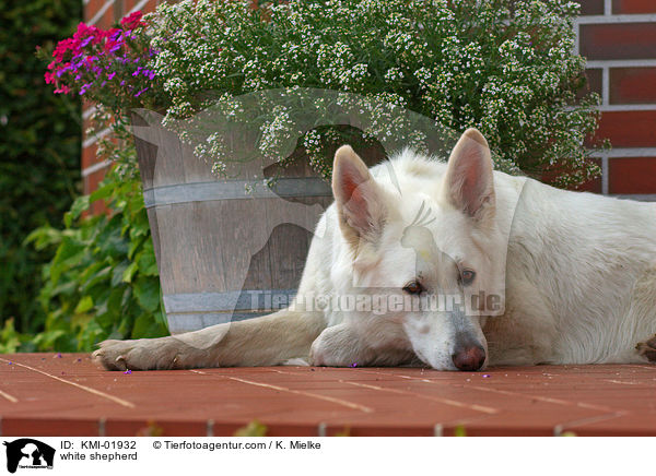 Weier Schferhund / white shepherd / KMI-01932