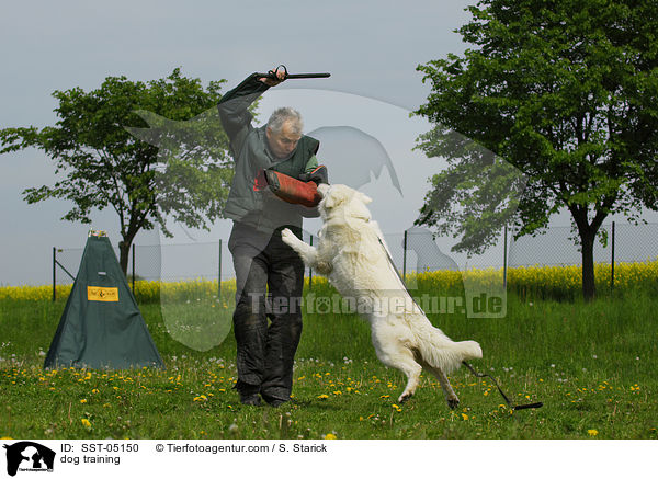 Schutzhundausbildung / dog training / SST-05150