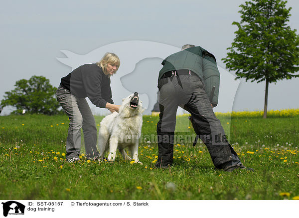 Schutzhundausbildung / dog training / SST-05157