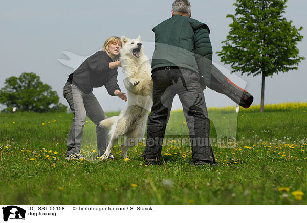 Schutzhundausbildung / dog training / SST-05158