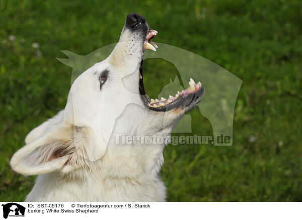 bellender Weier Schweizer Schferhund / barking White Swiss Shepherd / SST-05176