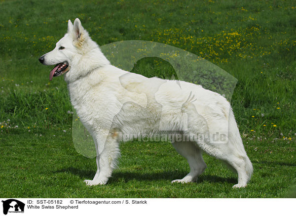 Weier Schweizer Schferhund / White Swiss Shepherd / SST-05182