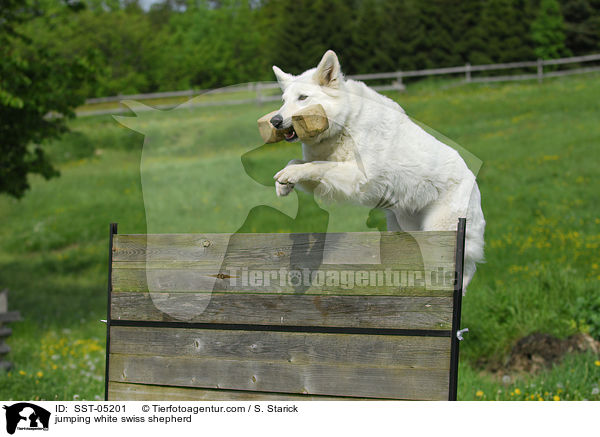 springender Weier Schweizer Schferhund / jumping white swiss shepherd / SST-05201
