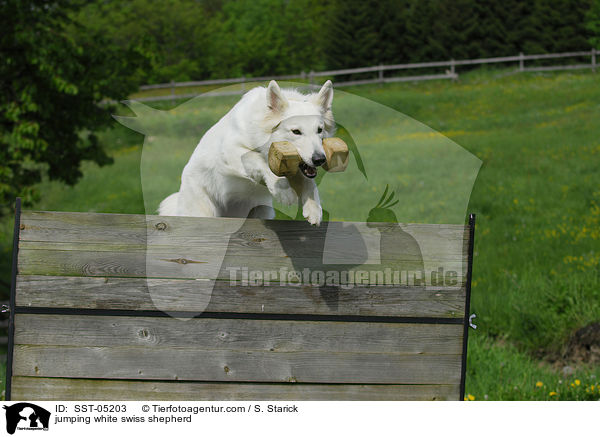 springender Weier Schweizer Schferhund / jumping white swiss shepherd / SST-05203