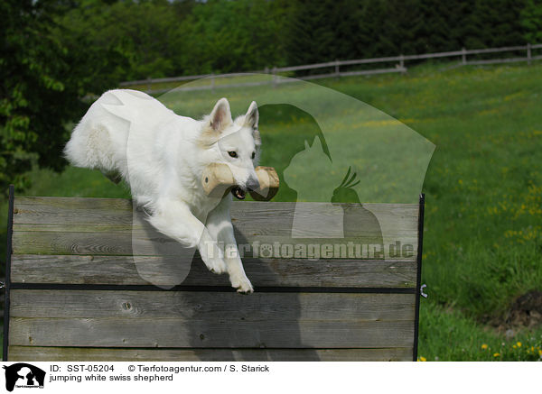 springender Weier Schweizer Schferhund / jumping white swiss shepherd / SST-05204