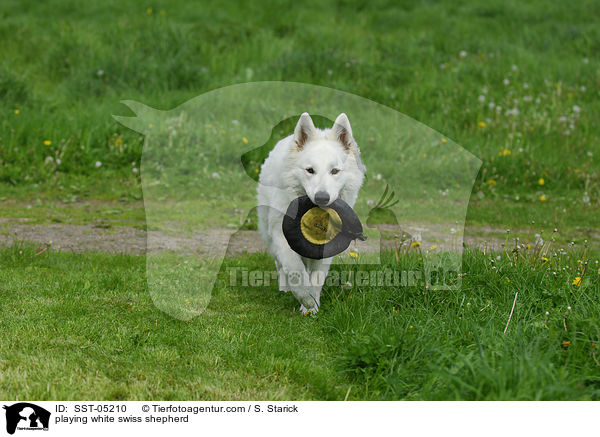 spielender Weier Schweizer Schferhund / playing white swiss shepherd / SST-05210