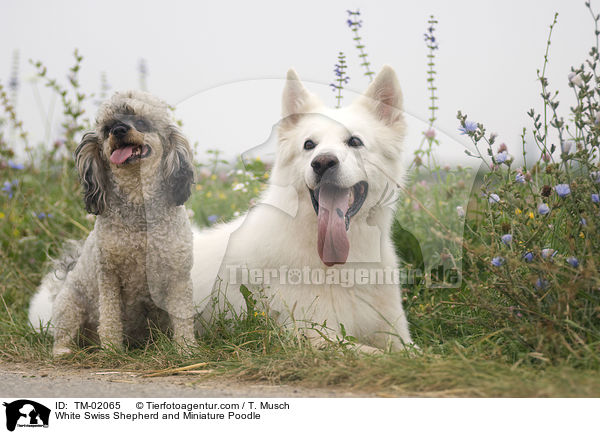 Weier Schweizer Schferhund und Zwergpudel / White Swiss Shepherd and Miniature Poodle / TM-02065