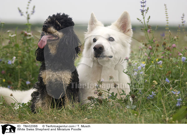 White Swiss Shepherd and Miniature Poodle / TM-02066