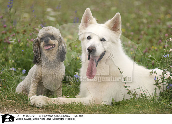 Weier Schweizer Schferhund und Zwergpudel / White Swiss Shepherd and Miniature Poodle / TM-02072