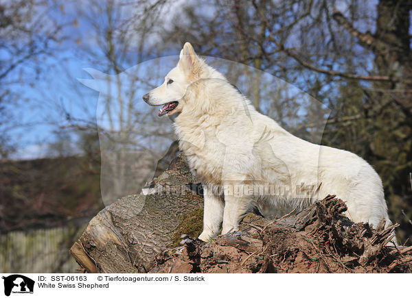 Weier Schweizer Schferhund / White Swiss Shepherd / SST-06163