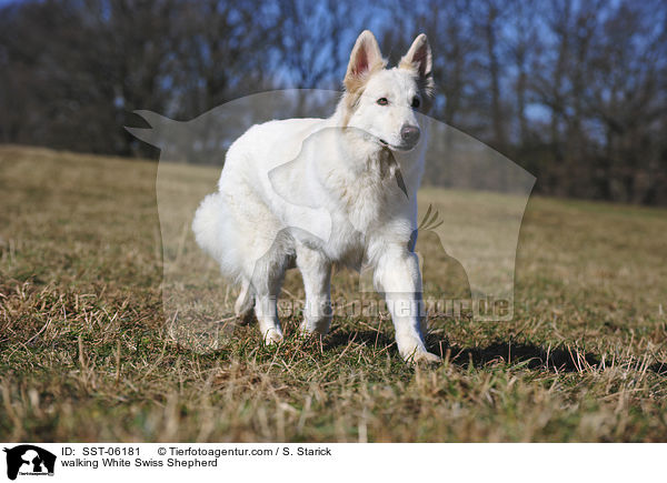 laufender Weier Schweizer Schferhund / walking White Swiss Shepherd / SST-06181