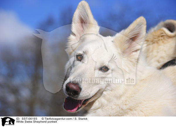 Weier Schweizer Schferhund Portrait / White Swiss Shepherd portrait / SST-06193