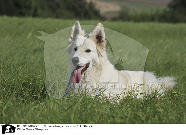 Weier Schweizer Schferhund / White Swiss Shepherd / SST-06973